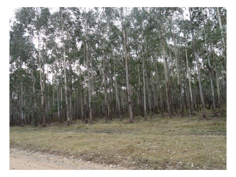 Tenterfield NSW 2372