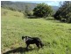 Kyogle NSW 2474