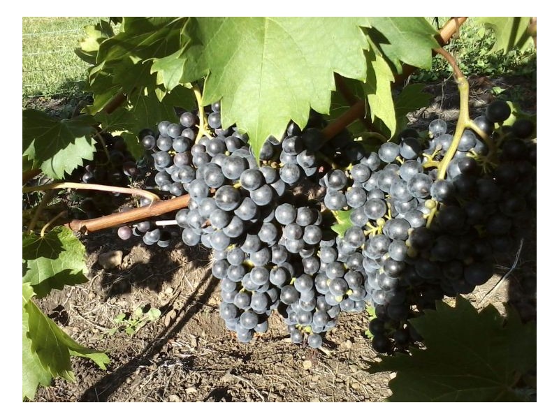 Williams Road, Kyogle NSW 2474