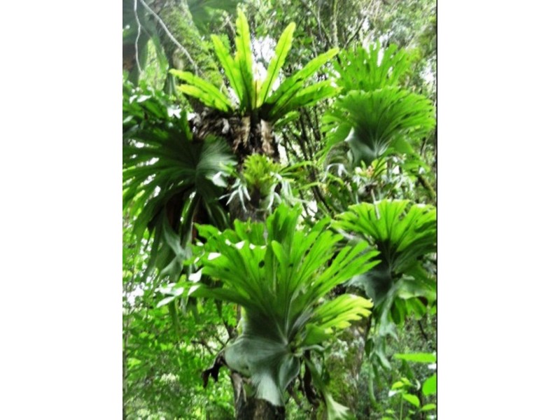 50 Tallowood Road, Kyogle NSW 2474