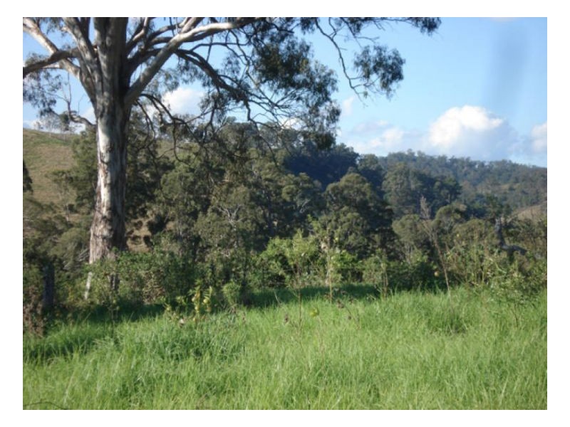 Wyndham Creek Road, Kyogle NSW 2474