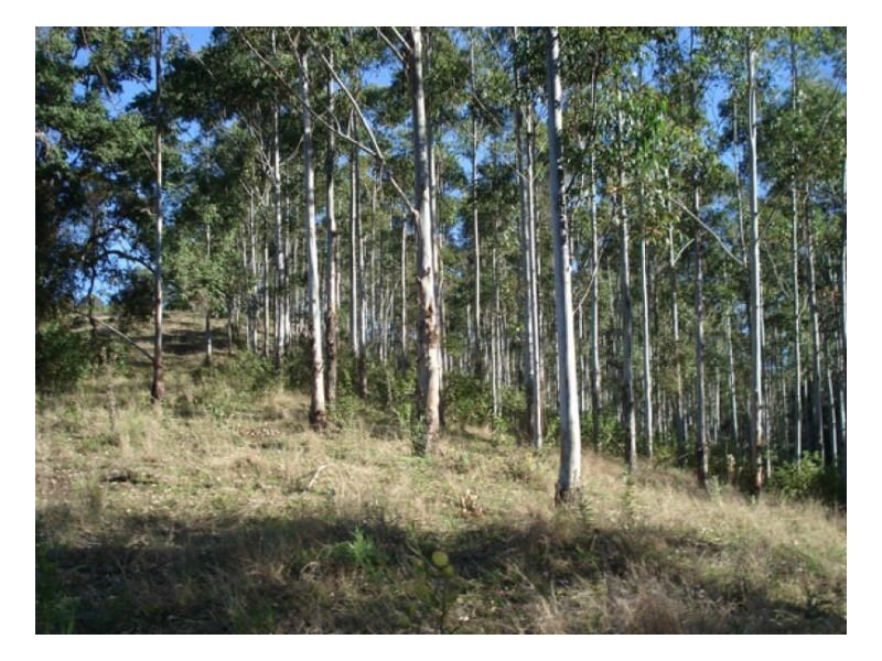 Wyndham Creek Road, Kyogle NSW 2474