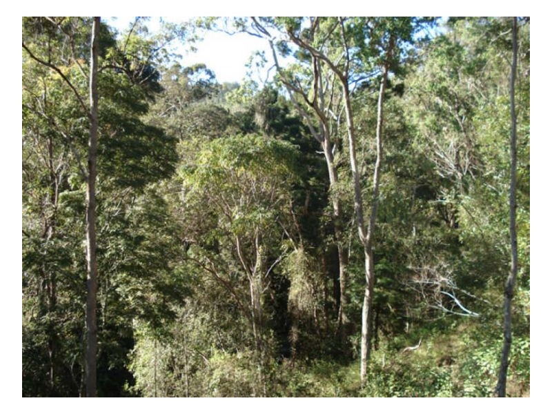 Wyndham Creek Road, Kyogle NSW 2474