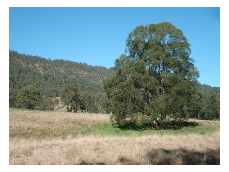 471 Roseberry Creek Road, Kyogle NSW 2474