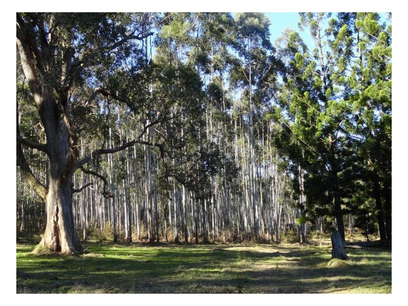 4600 Paddys Flat Road, Kyogle NSW 2474