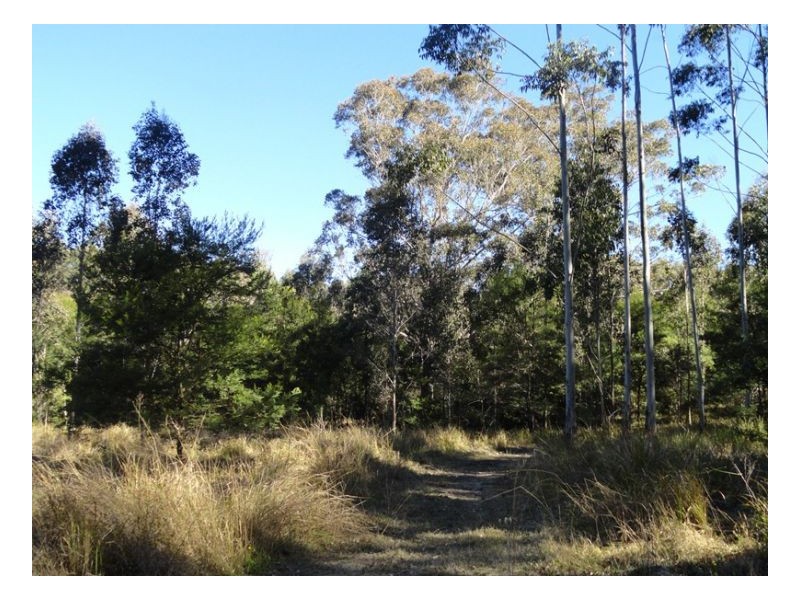 4600 Paddys Flat Road, Kyogle NSW 2474