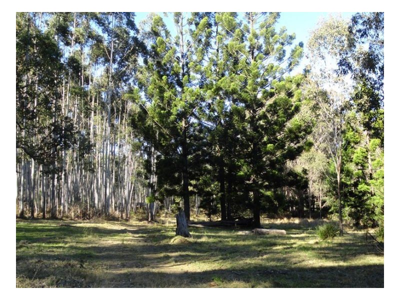 4600 Paddys Flat Road, Kyogle NSW 2474