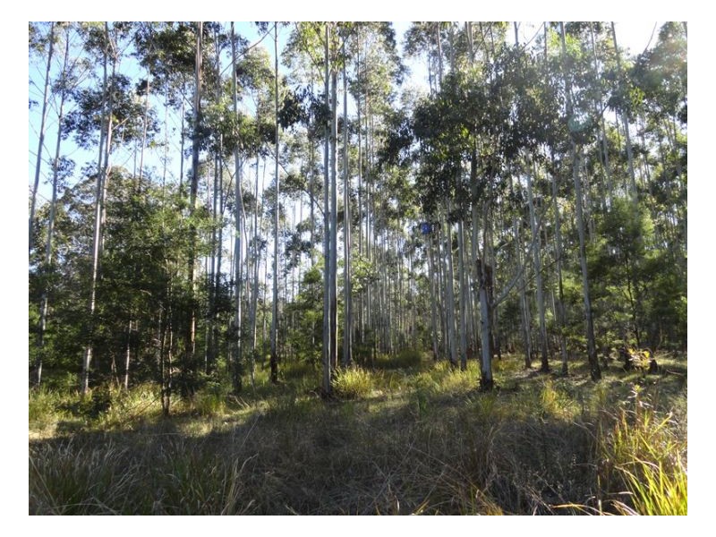 4600 Paddys Flat Road, Kyogle NSW 2474