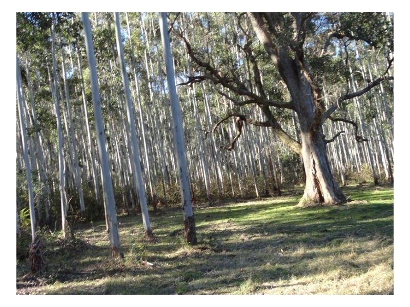 4600 Paddys Flat Road, Kyogle NSW 2474