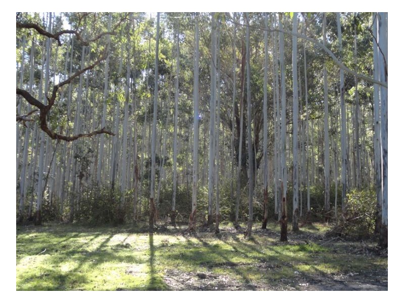 4600 Paddys Flat Road, Kyogle NSW 2474