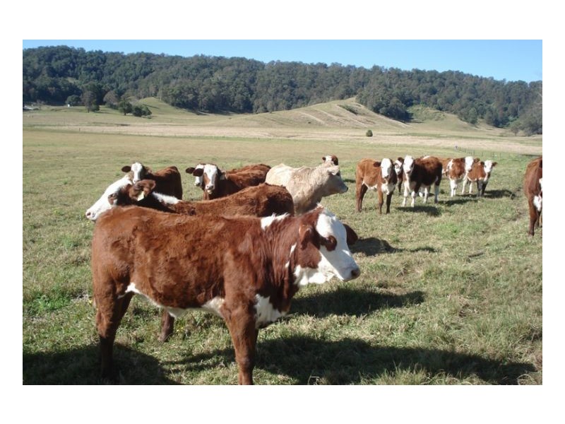 300 Fawcett Plains Road, Kyogle NSW 2474