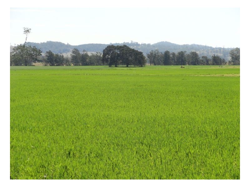 12335 Summerland Way, Kyogle NSW 2474