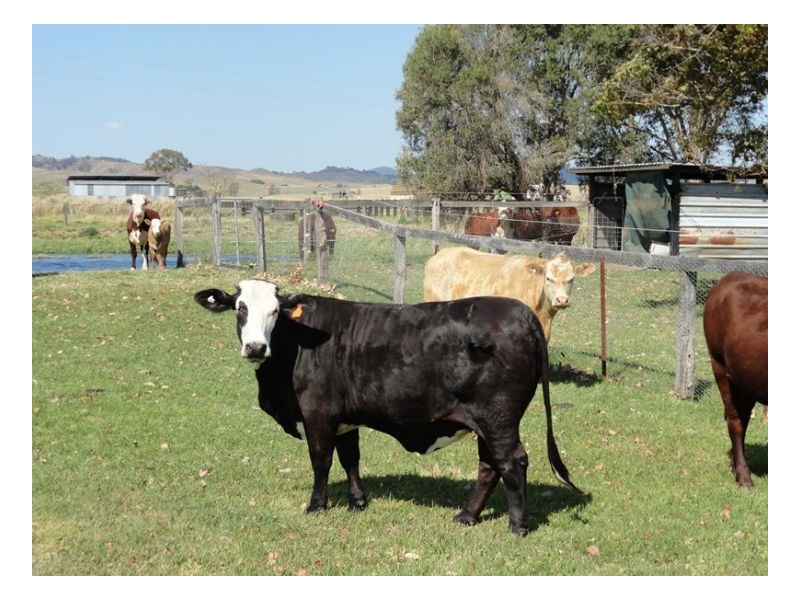 12335 Summerland Way, Kyogle NSW 2474