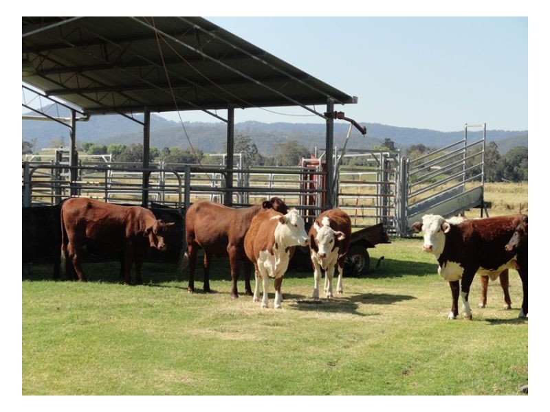 12335 Summerland Way, Kyogle NSW 2474