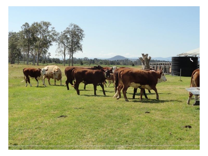12335 Summerland Way, Kyogle NSW 2474