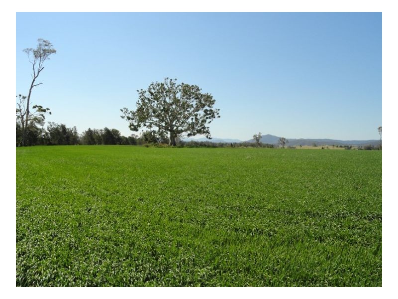 12335 Summerland Way, Kyogle NSW 2474