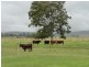 12335 Summerland Way, Kyogle NSW 2474