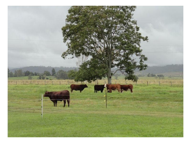 12335 Summerland Way, Kyogle NSW 2474