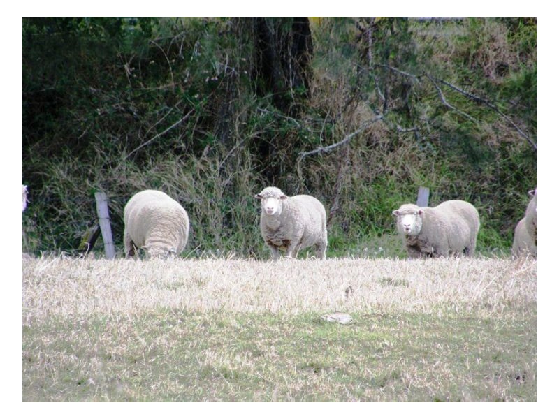 252 Eden Creek Road, Kyogle NSW 2474
