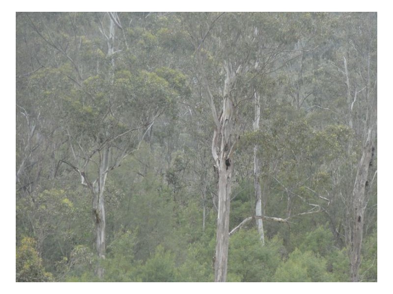 500 Sykes Gap Road, Kyogle NSW 2474