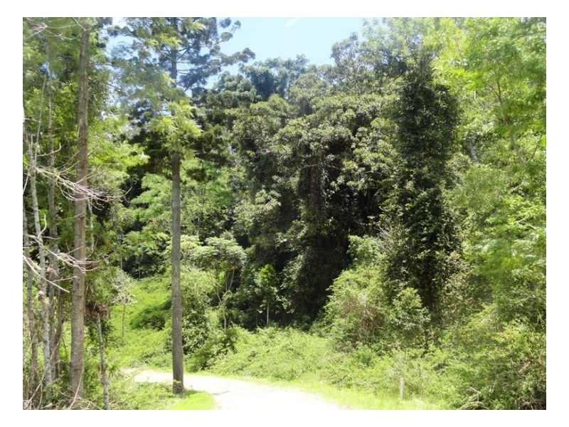 450 Sykes Gap Road, Tenterfield NSW 2372