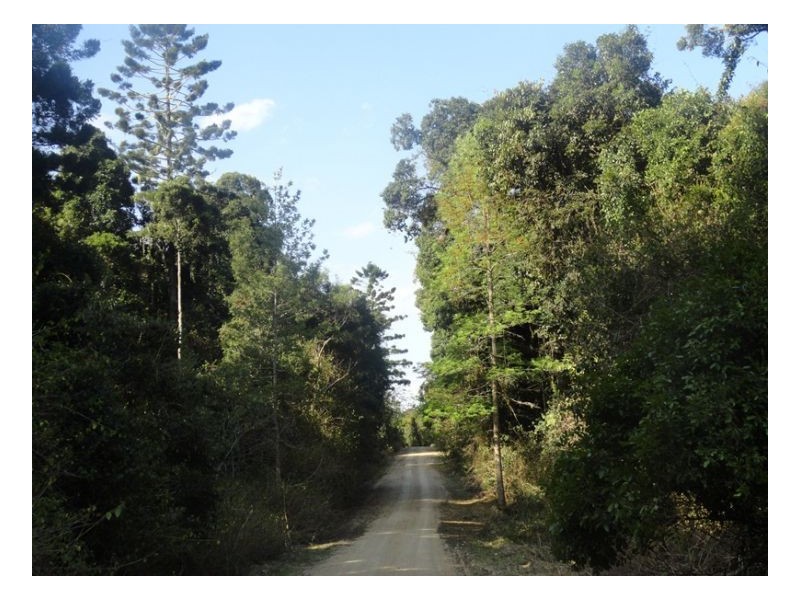 450 Sykes Gap Road, Tenterfield NSW 2372