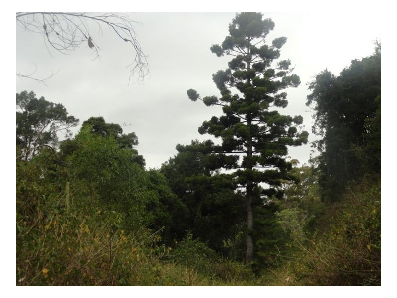 105 Tin Hut Road, Kyogle NSW 2474