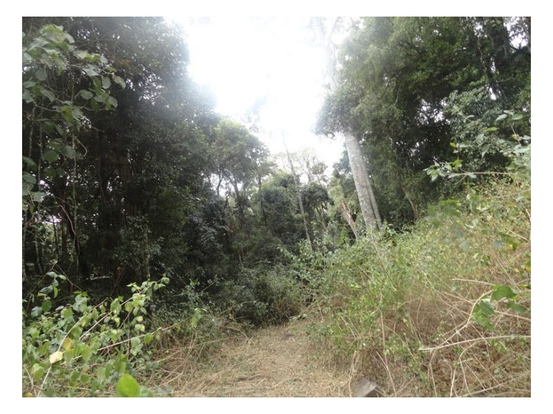 105 Tin Hut Road, Kyogle NSW 2474