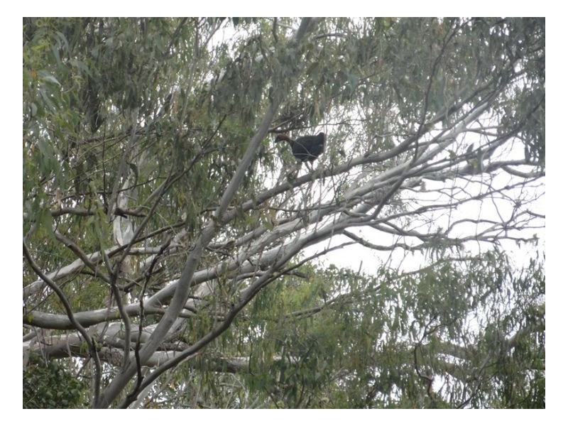 105 Tin Hut Road, Kyogle NSW 2474