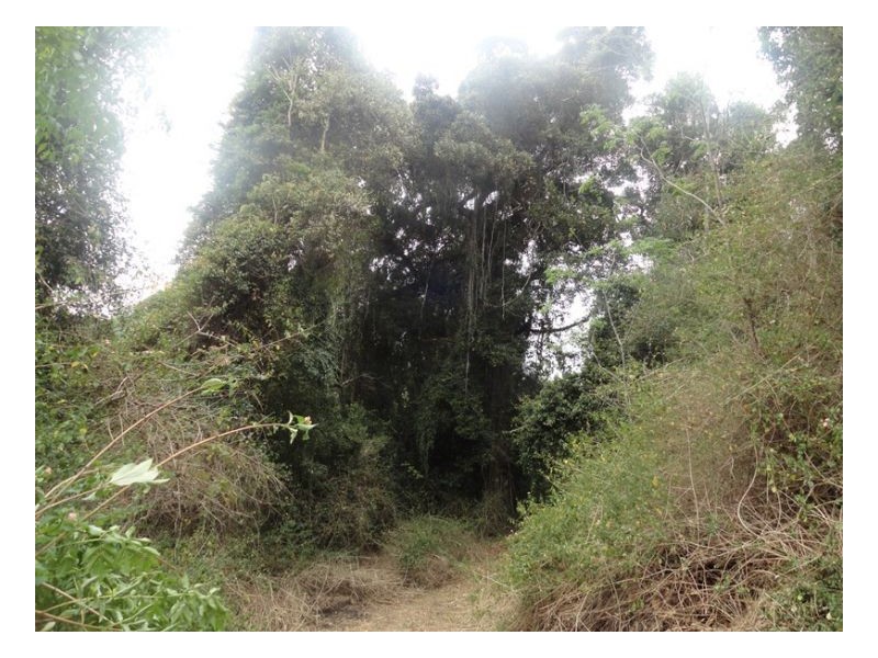 105 Tin Hut Road, Kyogle NSW 2474