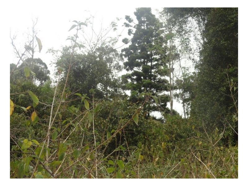 105 Tin Hut Road, Tenterfield NSW 2372