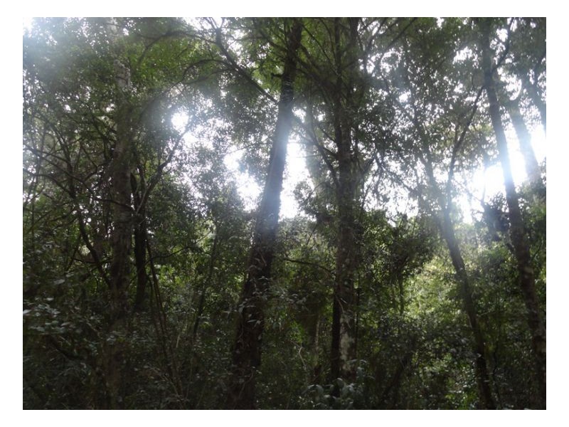 105 Tin Hut Road, Tenterfield NSW 2372