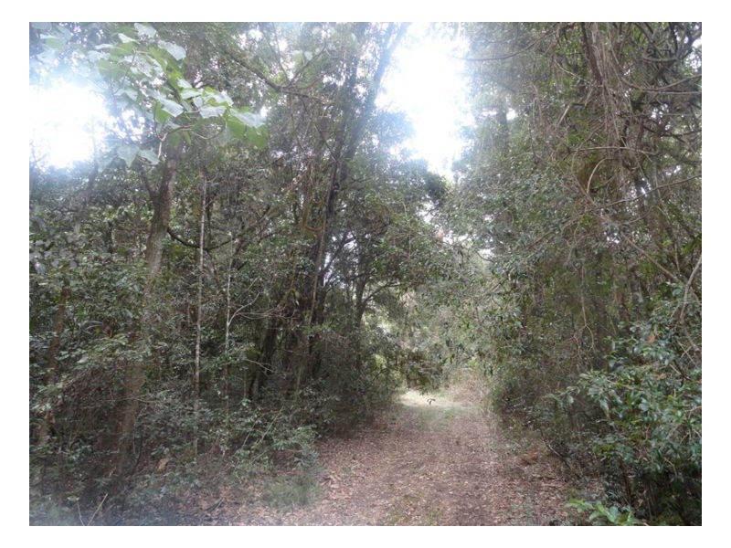 105 Tin Hut Road, Tenterfield NSW 2372