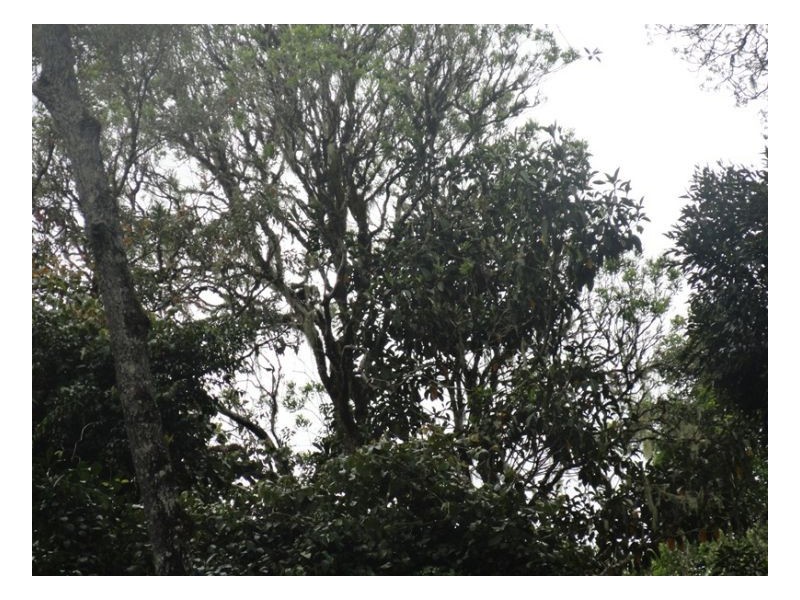 105 Tin Hut Road, Tenterfield NSW 2372