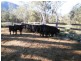 116 Cullens Creek Road, Tenterfield NSW 2372