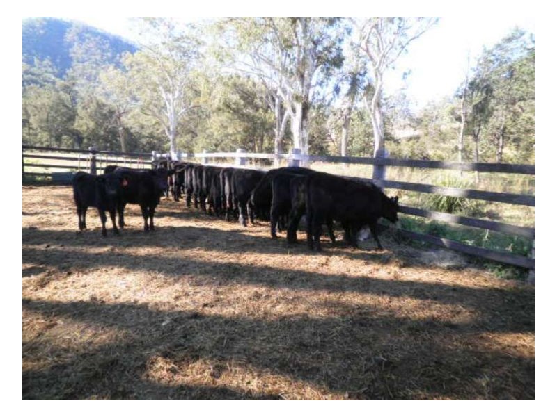 116 Cullens Creek Road, Tenterfield NSW 2372