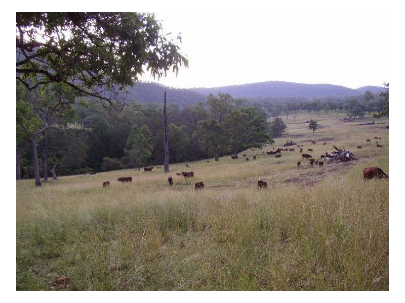 116 Cullens Creek Road, Tenterfield NSW 2372
