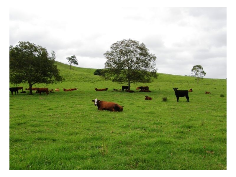 3042 Hillyard Back Creek Roads, Kyogle NSW 2474