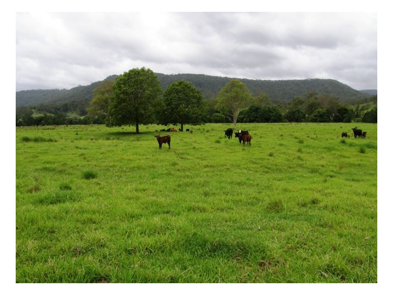 3042 Hillyard Back Creek Roads, Kyogle NSW 2474