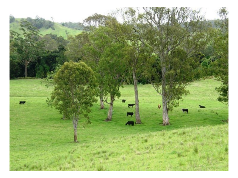3042 Hillyard Back Creek Roads, Kyogle NSW 2474
