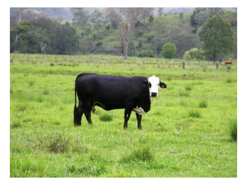 3042 Hillyard Back Creek Roads, Kyogle NSW 2474