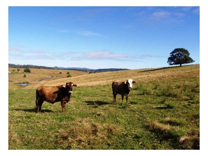 Lot 571 Afterlee Road, Kyogle NSW 2474