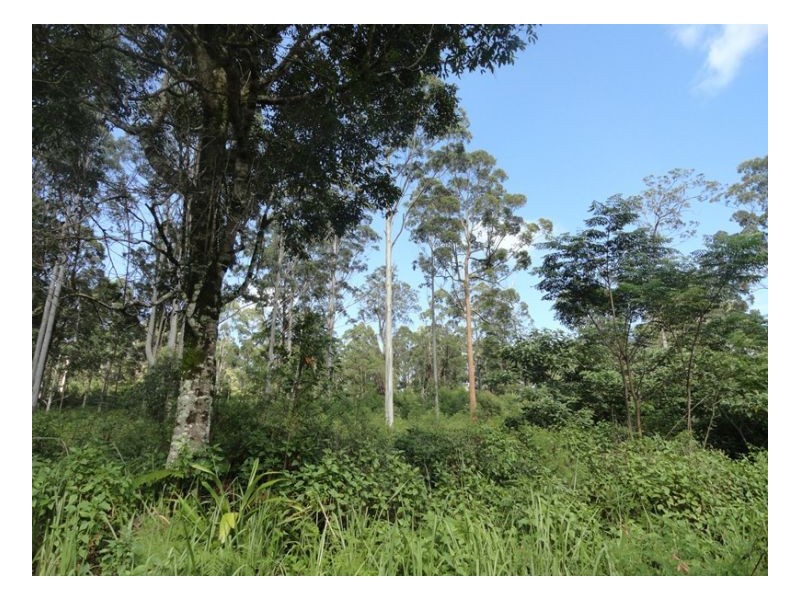 2250 Paddys Flat Road, Kyogle NSW 2474