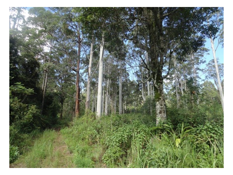 2250 Paddys Flat Road, Kyogle NSW 2474