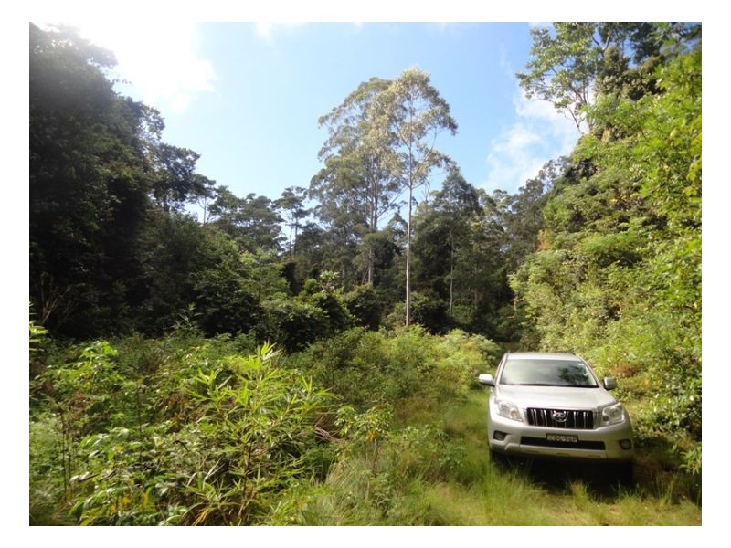 2250 Paddys Flat Road, Kyogle NSW 2474