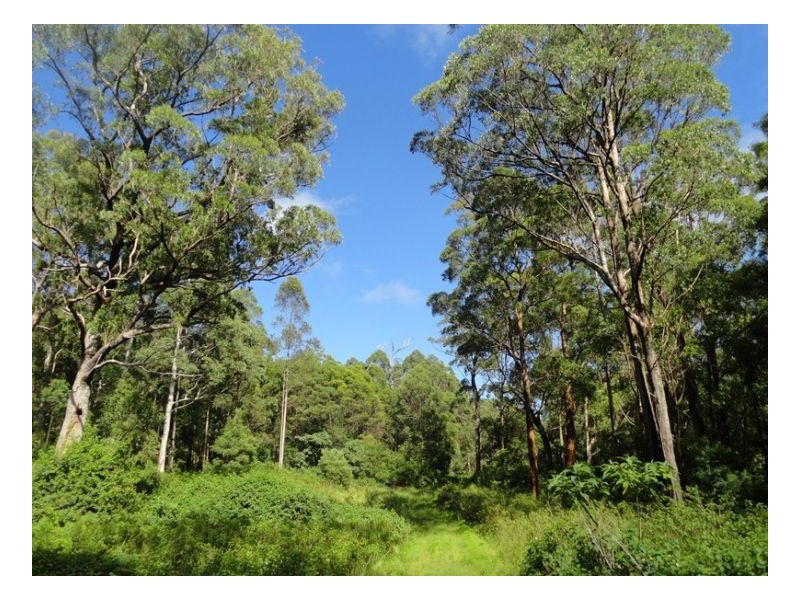 2250 Paddys Flat Road, Kyogle NSW 2474