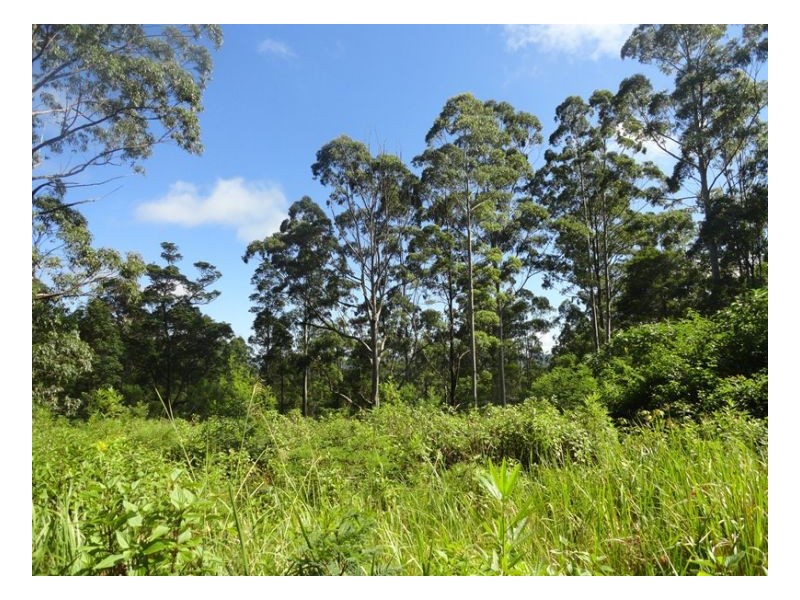 2250 Paddys Flat Road, Kyogle NSW 2474
