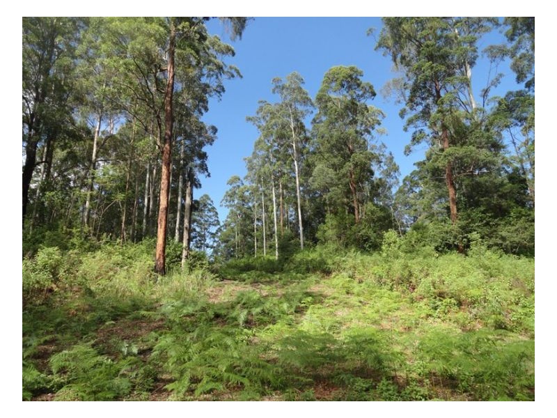2250 Paddys Flat Road, Kyogle NSW 2474