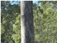 2250 Paddys Flat Road, Kyogle NSW 2474