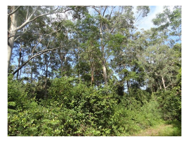 2250 Paddys Flat Road, Kyogle NSW 2474
